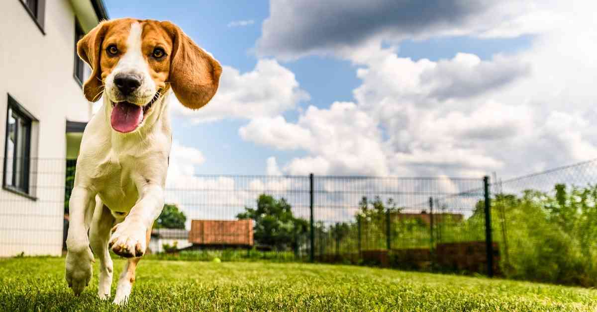 The Best Backyard Fences to Keep Your Dogs in the Yard